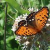 Eastern Regal Fritillary