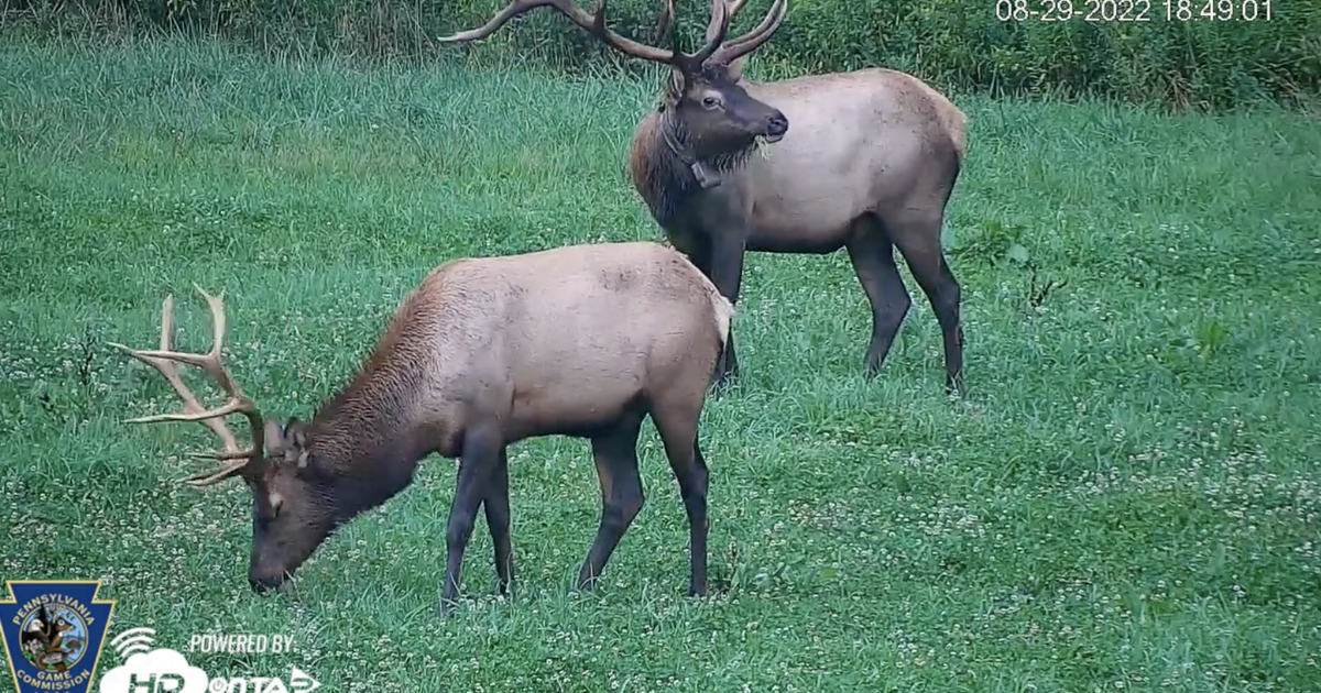 Pennsylvania Elk Cam goes live for 2023 bugling season PhillyVoice