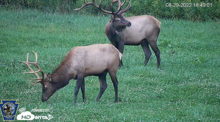 Pennsylvania Elk Cam returns to capture 2023 bugling season