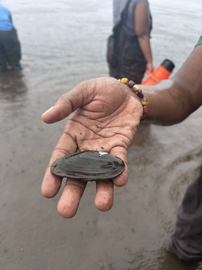 Mussel Delaware River