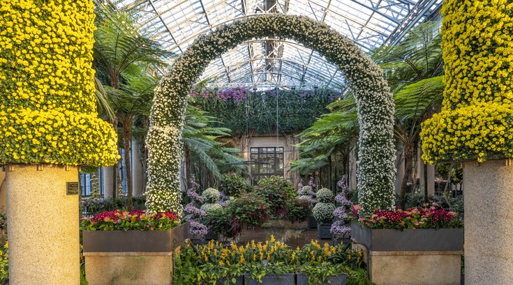828337_10-22-25 Mum Arch - Fern Floor - Longwood-1505 Hank Davis for Longwood Gardens.jpg
