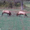 Pennsylvania Elk Cam