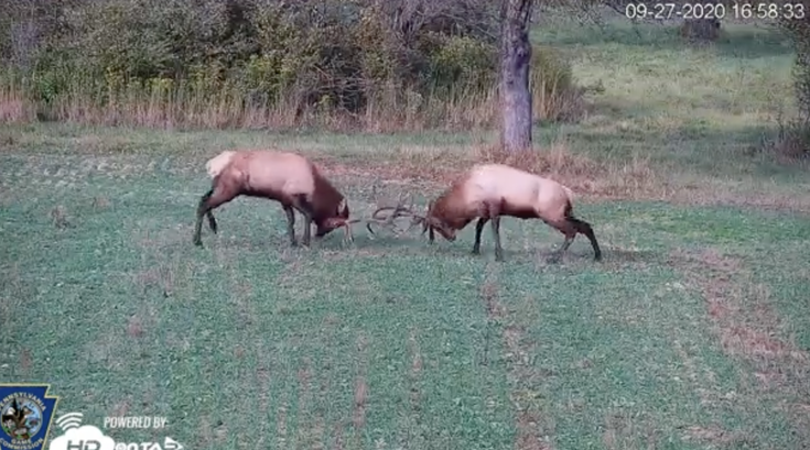 Pennsylvania Elk Cam