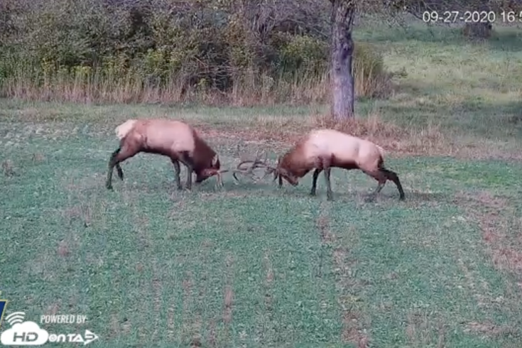 Pennsylvania Elk Cam