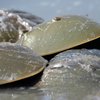 Horseshoe Crabs NJ