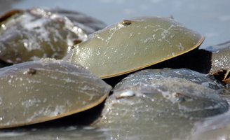 N.J. falls short of protecting horseshoe crabs, petition claims