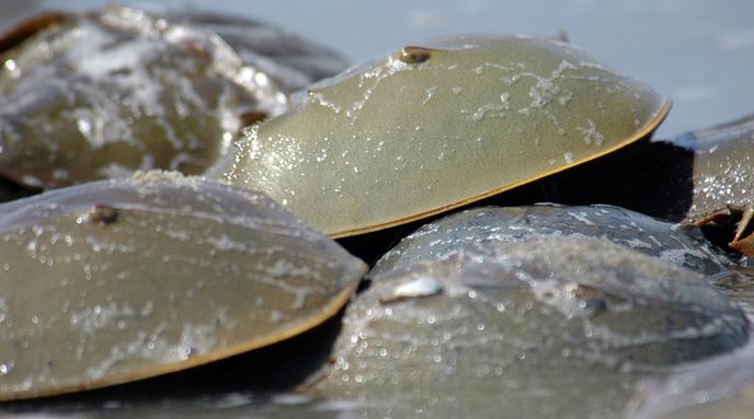 Horseshoe Crabs NJ
