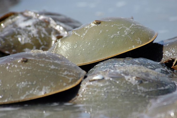 Horseshoe Crabs NJ