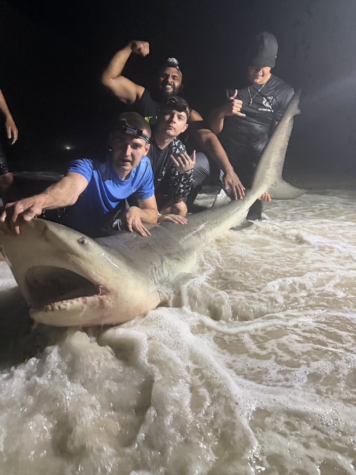 Bull Shark New Jersey