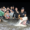 Tiger Shark New Jersey