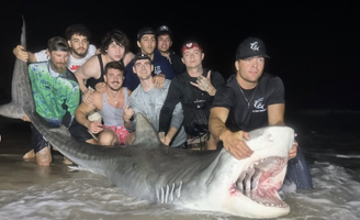Tiger Shark New Jersey