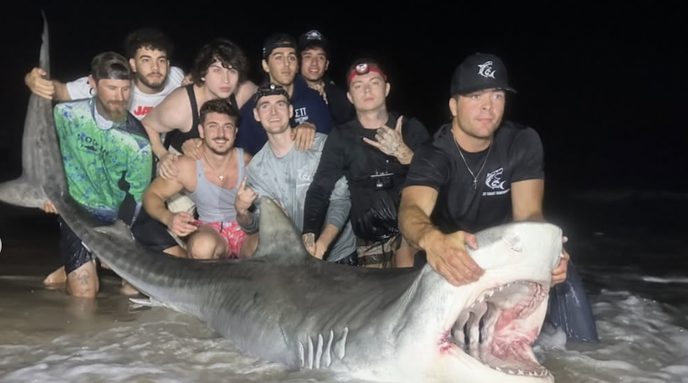 Tiger Shark New Jersey