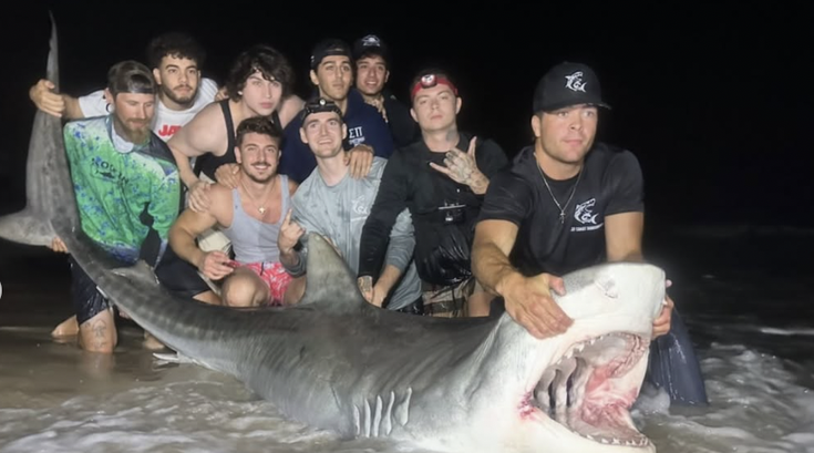 Tiger Shark New Jersey