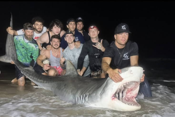 Tiger Shark New Jersey