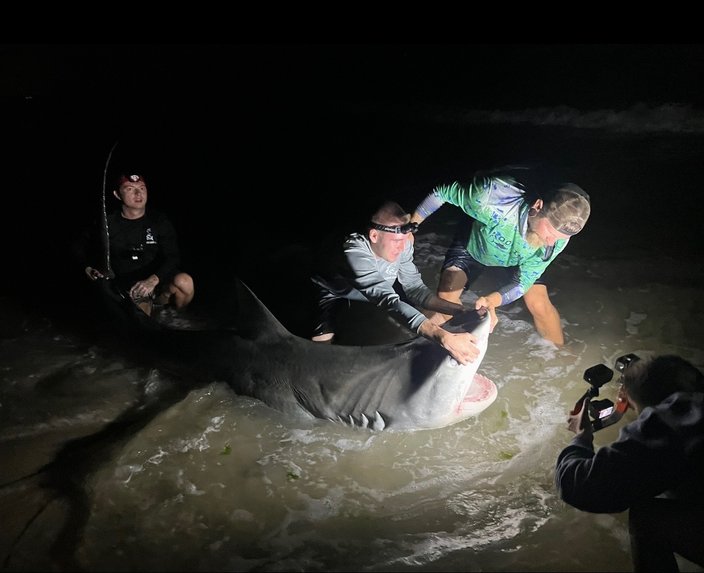 Tiger shark three
