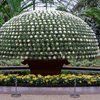 Thousand Bloom Mum