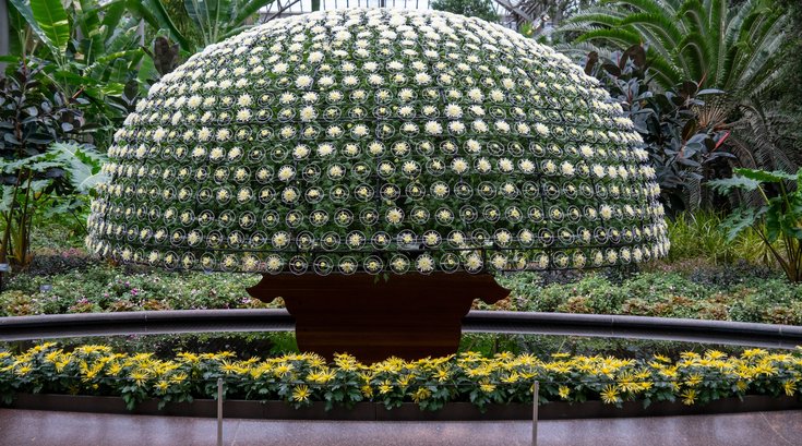 Thousand Bloom Mum
