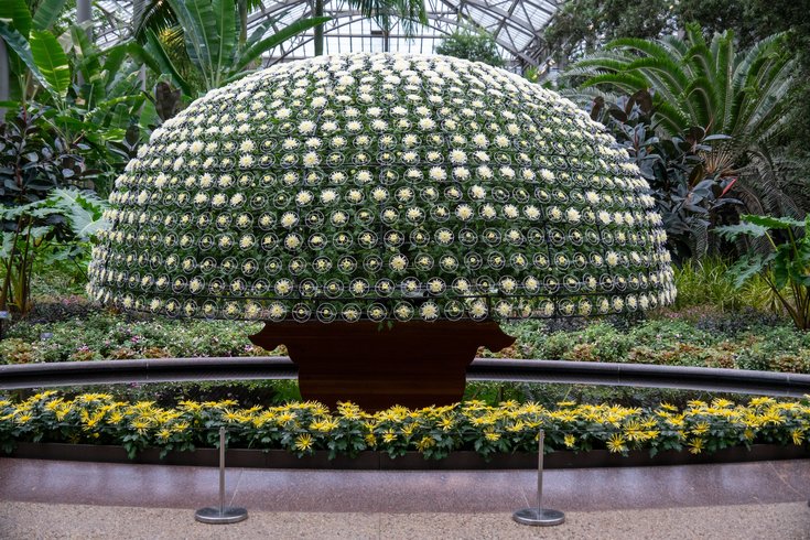 Thousand Bloom Mum