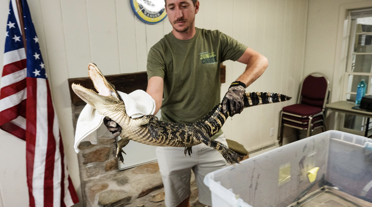 Bucks County Alligator