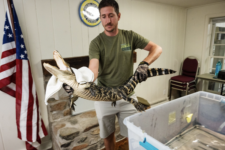 Bucks County Alligator