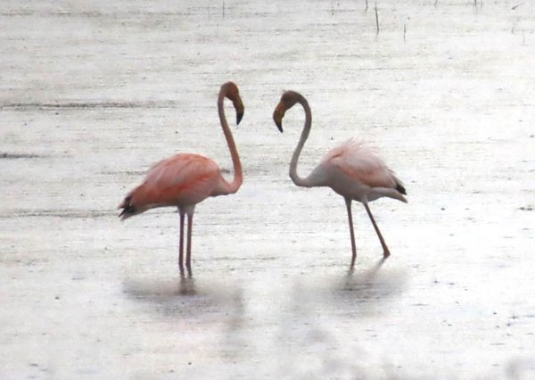 Pink flamingos appearing more often in the South Florida wild