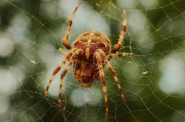 Spider