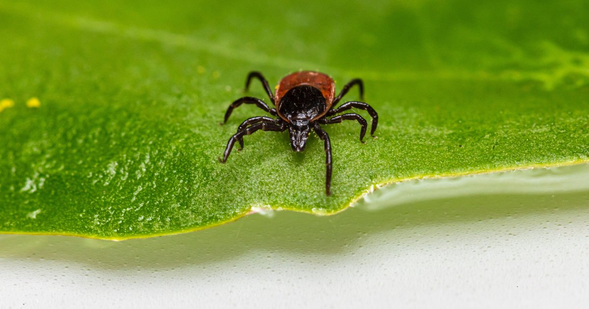 Lyme disease cases have surged in recent decades, and the first vaccine
