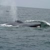 Blue Whale NJ