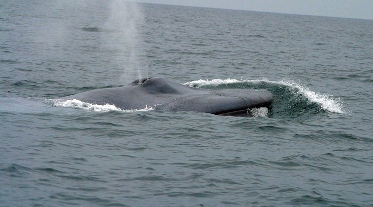 Blue Whale NJ