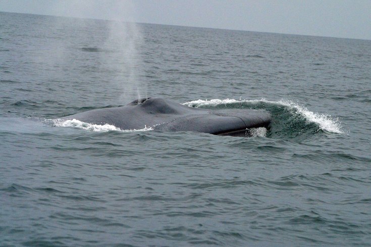 Blue Whale NJ