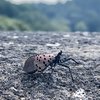 Spotted Lanternfly Predators