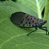 Spotted Lanternfly