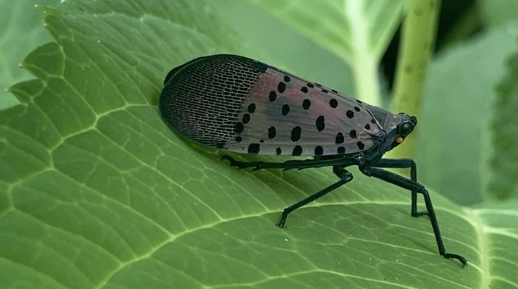 Spotted Lanternfly