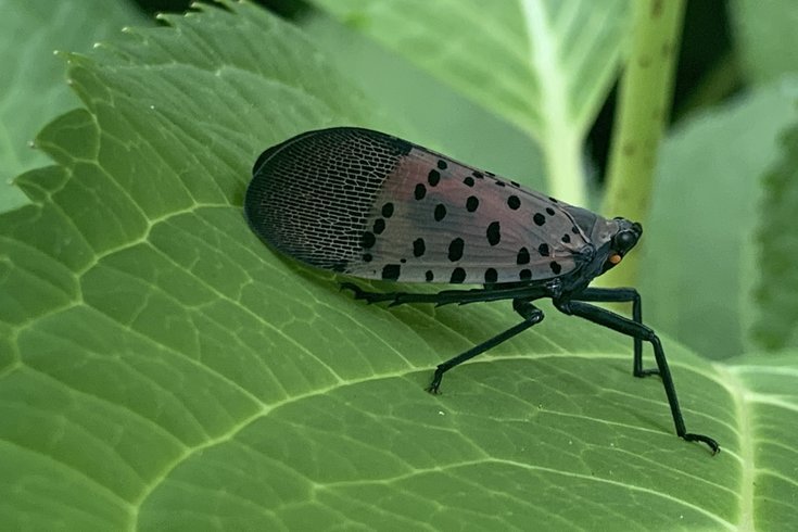 Spotted Lanternfly