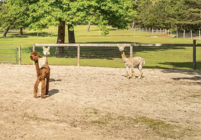 Alpaca Farm Three