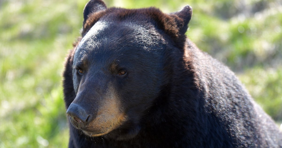 NJ black bear population, complaints double. Here is where