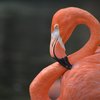 Flamingo Pennsylvania