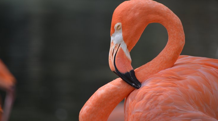 Flamingo Pennsylvania