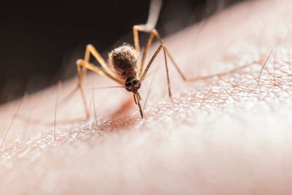 Mosquito magnet