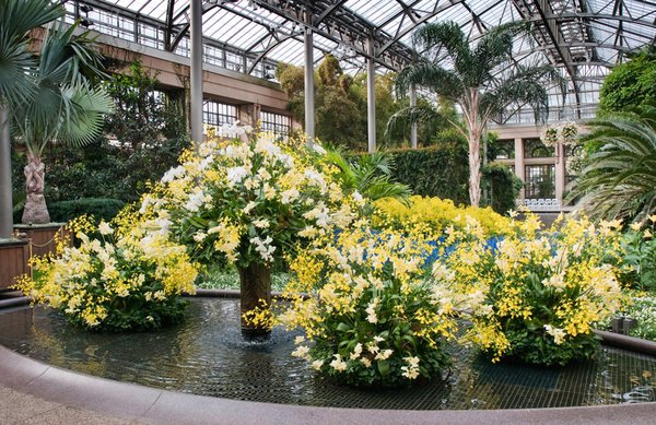 Orchid Extravaganza