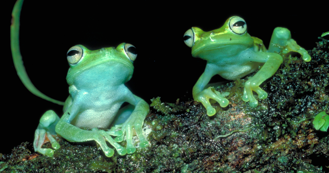 New exhibit 'Frogs A Chorus of Colors' to open at Academy of Natural
