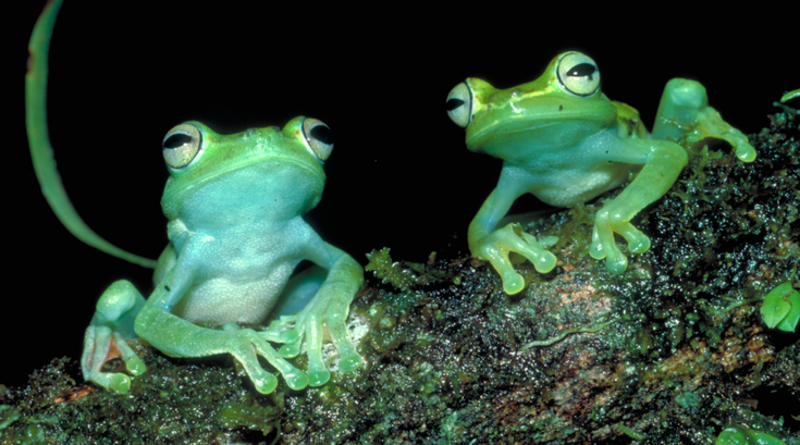 ANS Frogs