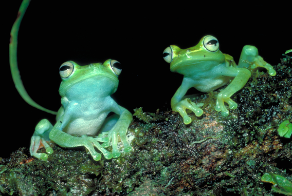 ANS Frogs