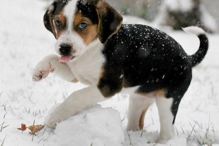 Winter tips for pet owners