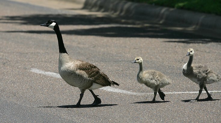 07082015_Geese_AP