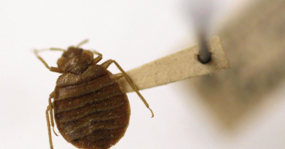 Philadelphia named No. 2 on worst states for bed bugs PhillyVoice
