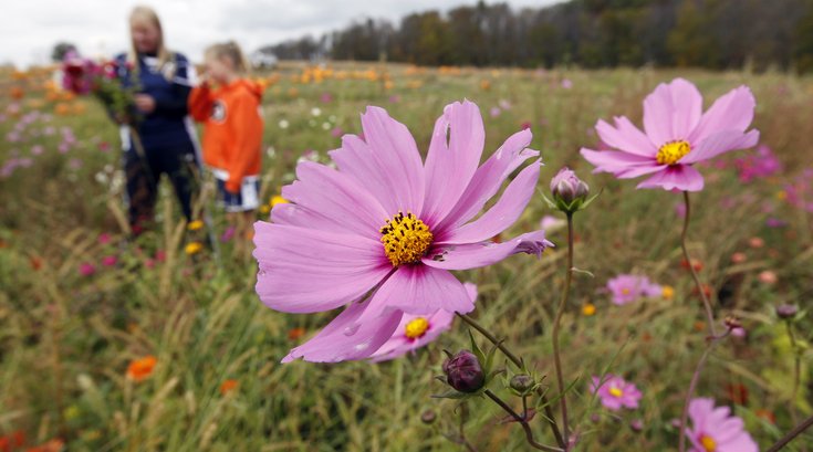 Wildflowers