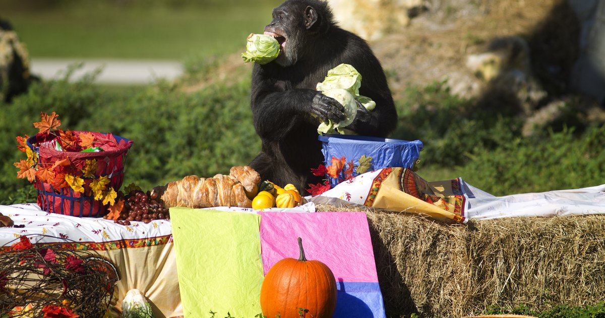 Chimps have mental skills to cook study PhillyVoice