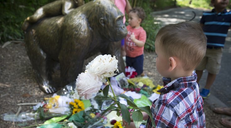 Harambe Cincinnati Zoo