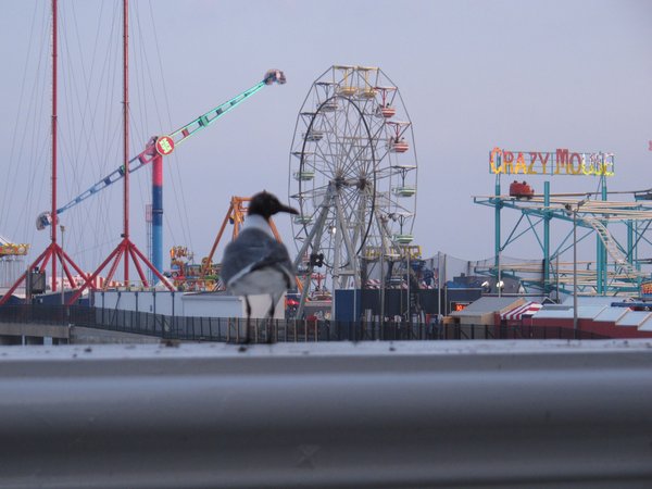 Steel Pier in Atlantic City - Find Amusements, Food, and More Over the  Atlantic – Go Guides